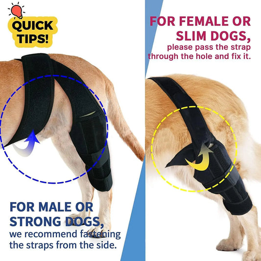 Dog Leg Brace for Injury Recovery
